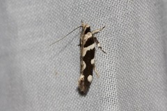 Macrobathra bigerella