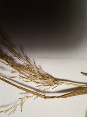 Eragrostis albensis