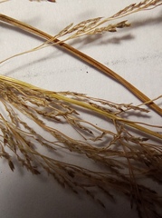 Eragrostis albensis