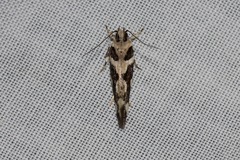 Macrobathra bigerella