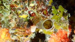 Oceanapia bartschi