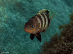 Serranus hepatus