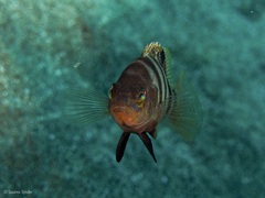 Serranus hepatus