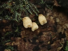 Cyphella ferruginea