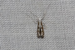 Dialectica