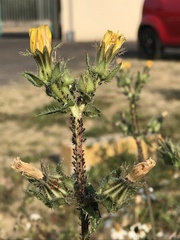 Helminthotheca echioides