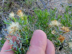 Ericameria laricifolia
