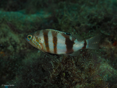 Serranus hepatus