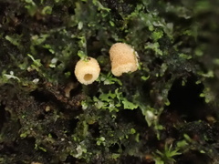 Cyphella ferruginea