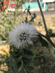 Helminthotheca echioides