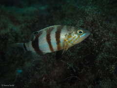 Serranus hepatus