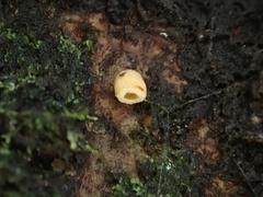 Cyphella ferruginea