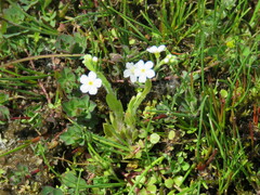 Myosotis secunda