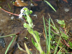 Myosotis secunda