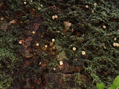 Cyphella ferruginea