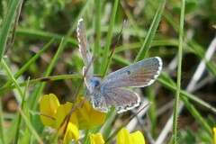 Pseudophilotes baton