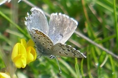 Pseudophilotes baton