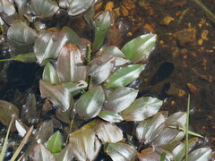 Potamogeton polygonifolius