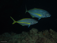Pseudocaranx dentex