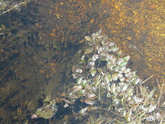 Potamogeton polygonifolius