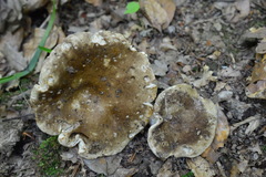 Russula adusta