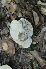 Russula adusta