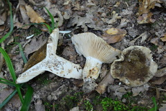 Russula adusta