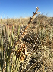 Yucca baileyi