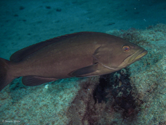 Epinephelus costae