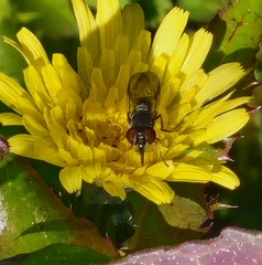 Syrphidae