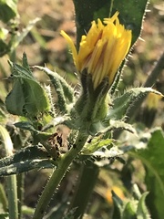 Helminthotheca echioides