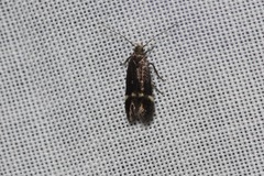 Aproaerema simplexella