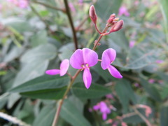 Desmodium paniculatum