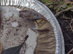 Necturus punctatus