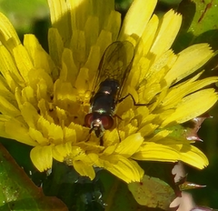 Syrphidae