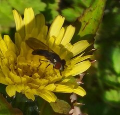Syrphidae