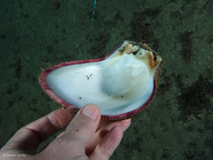 Spondylus senegalensis