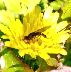 Syrphidae