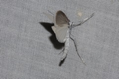Tipanaea patulella