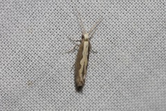 Plutella xylostella-australiana