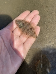 Citharichthys spilopterus