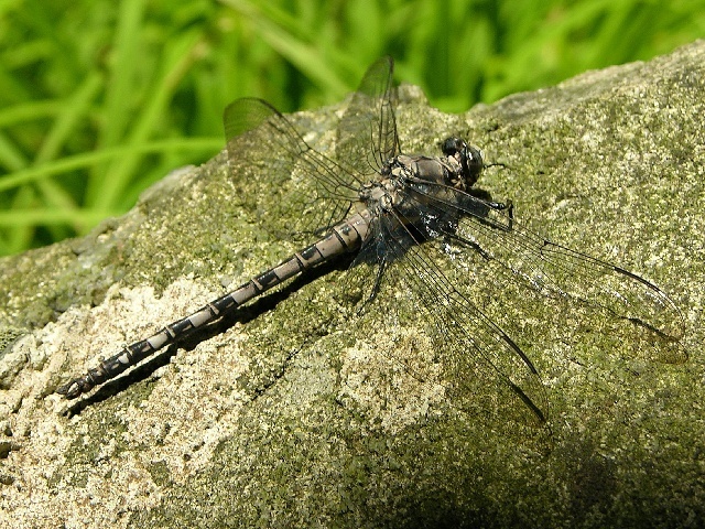 Gray Petaltail in June 2004 by stevewalternature · iNaturalist
