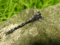 Tachopteryx thoreyi