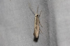 Plutella xylostella-australiana