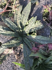 Helminthotheca echioides