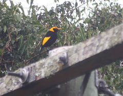 Sericulus chrysocephalus