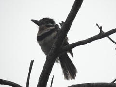Hypnelus ruficollis