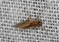 Lonchoptera bifurcata