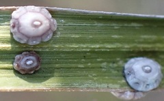 Ceroplastes rusci