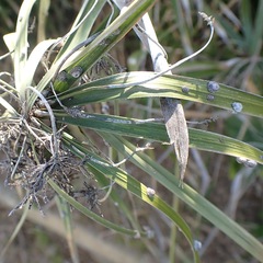 Ceroplastes rusci